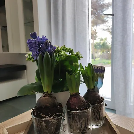 Mirelisa Casa 펜션 *